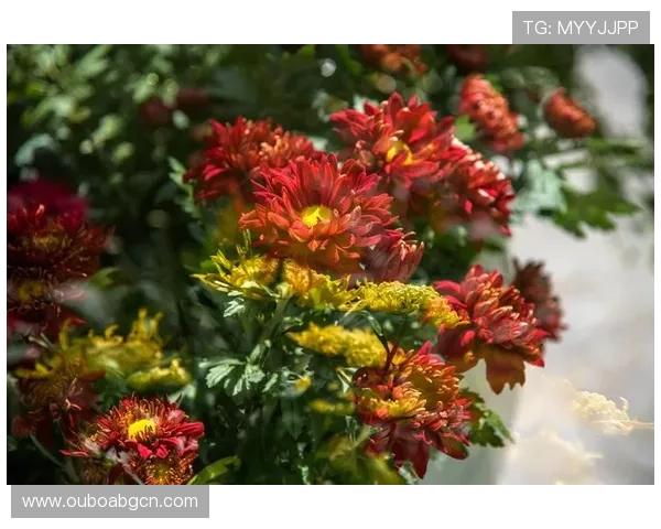 Wc2娱乐城：体验最精彩的线上娱乐盛宴，尽享丰富多彩的游戏玩法